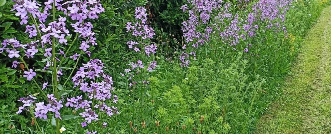 Geführter Rundgang auf dem neuen Insektenlehrpfad