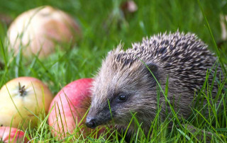 So schützen Sie Igel im Garten - Igel willkommen!
