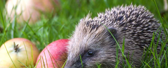 So schützen Sie Igel im Garten - Igel willkommen!