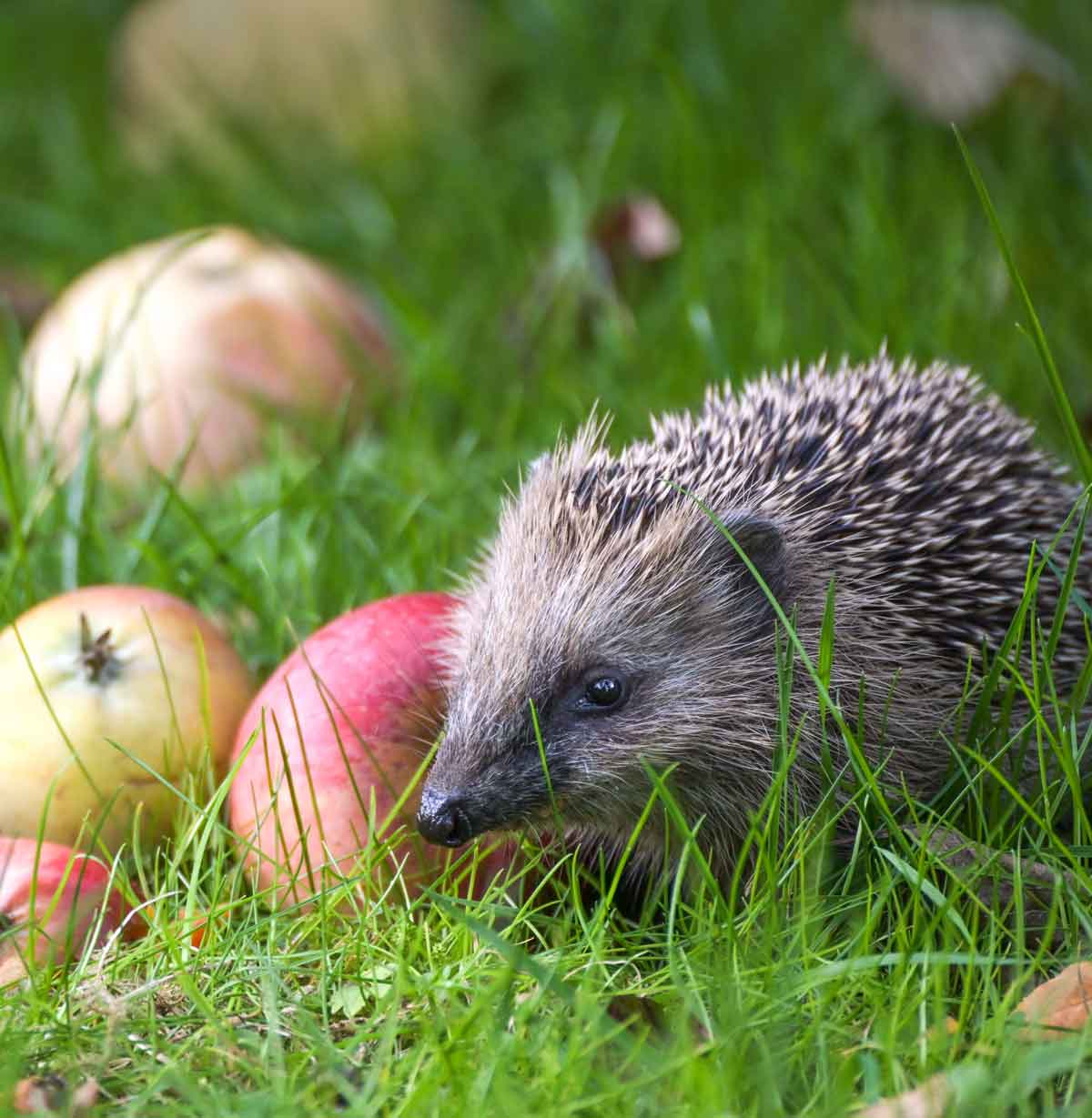 So schützen Sie Igel im Garten - Igel willkommen!